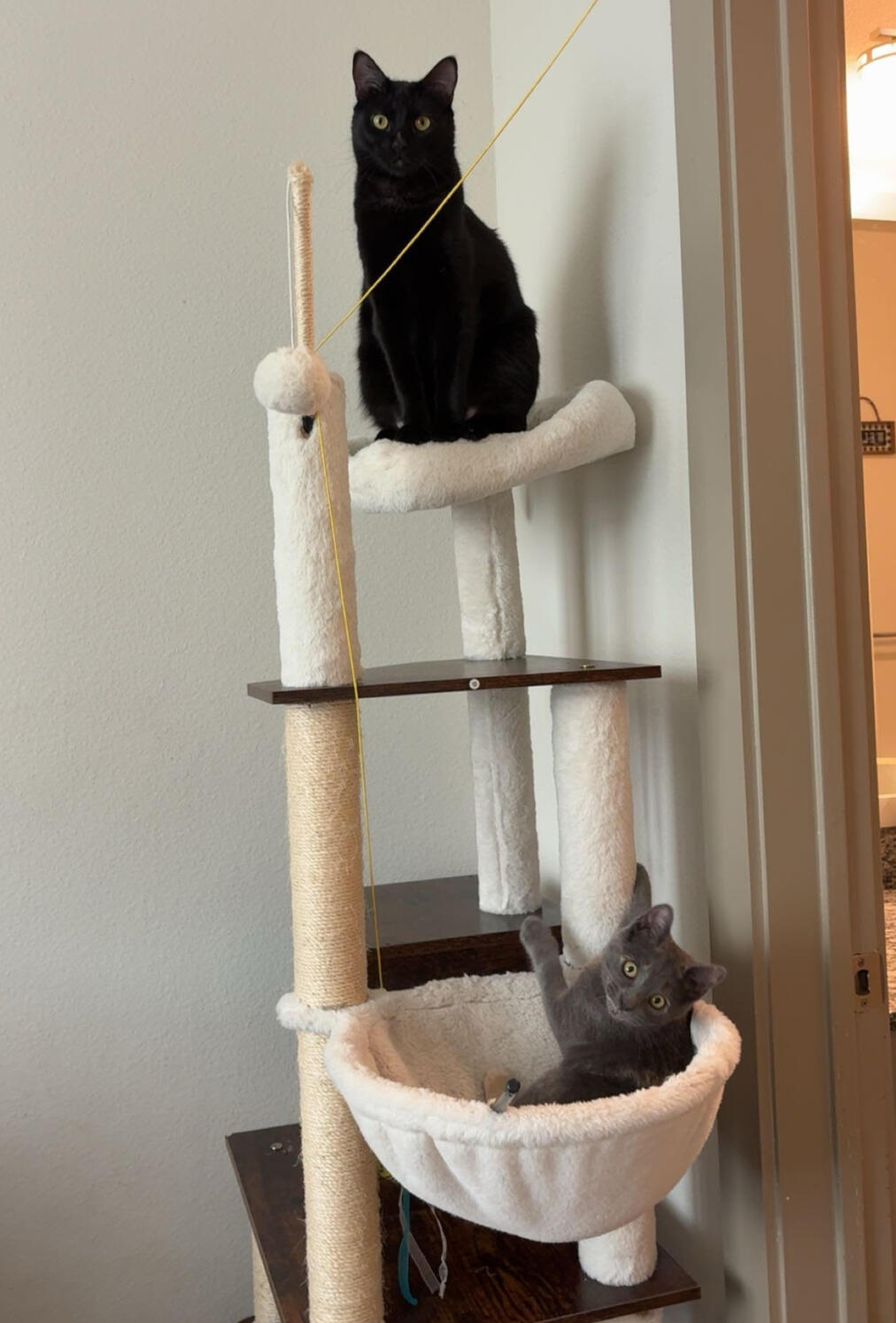 Regan's cats are sitting on a cat stand. A black cat is sitting on the top tier, and a grey cat is laying in a basket a couple of teirs below.